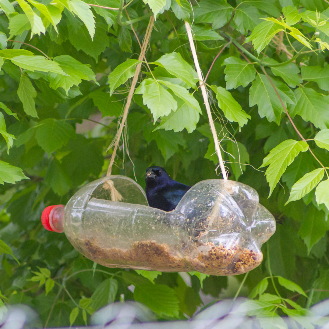 upcycled plastic bottle bird feeder