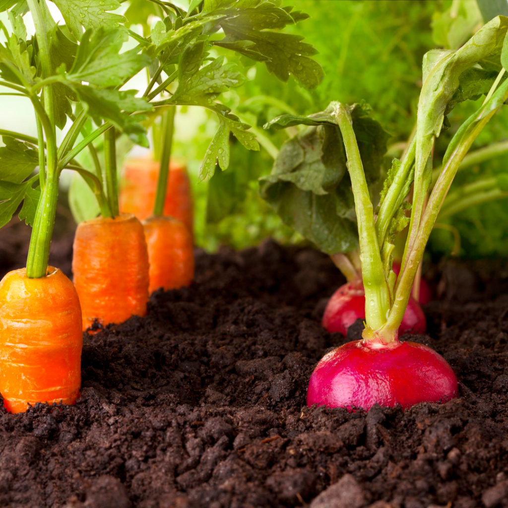 Beginner’s Guide to Vegetable Gardening The Refurbished Home